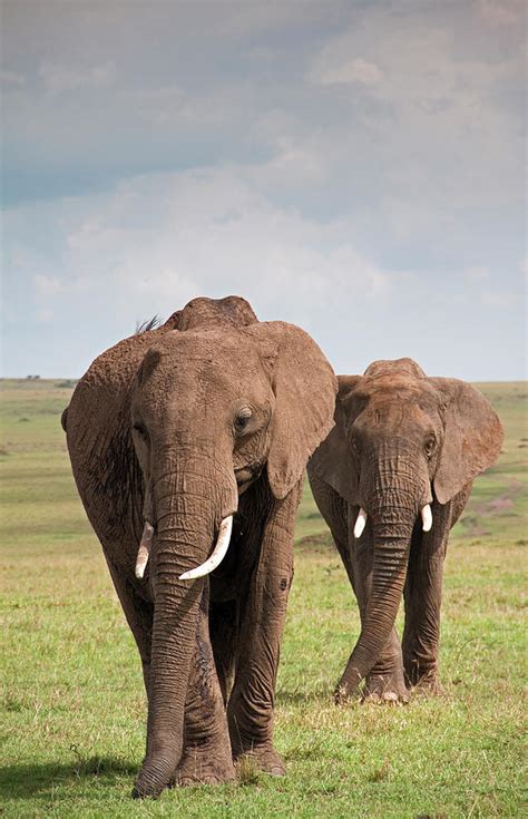 African Elephants Photograph by Wldavies - Fine Art America