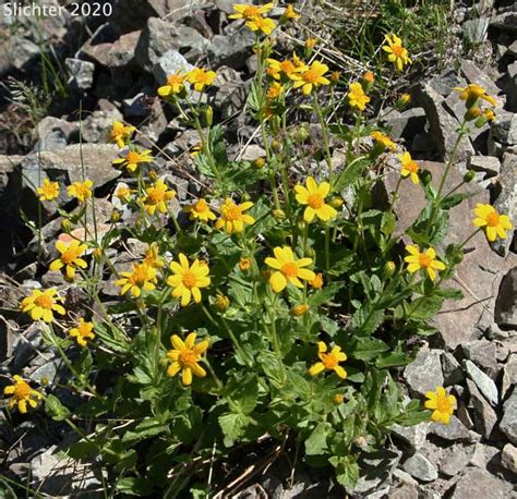 Broad Leaf Arnica Broad Leaved Arnica Daffodil Leopardbane Longleaf