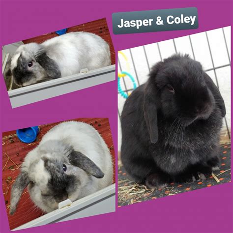 Holland Lop Rabbits For Sale Middleport Ny 327263