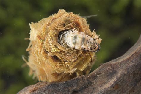 Case Building Caddisfly Larva Europe June Controlled Photograph