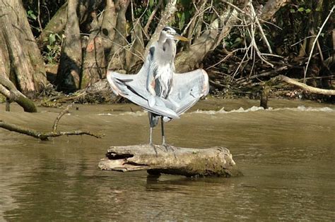 Honey Island Swamp Small Boat Tour with Transfer - New Orleans | Project Expedition