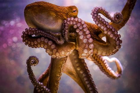 Octopus 1080P, 2K, 4K, 5K HD wallpapers free download | Wallpaper Flare