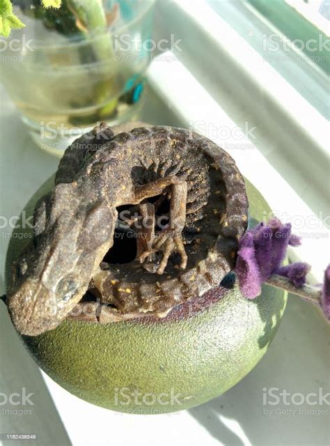 Skeletal Salamander Stock Photo Download Image Now Animal Beauty