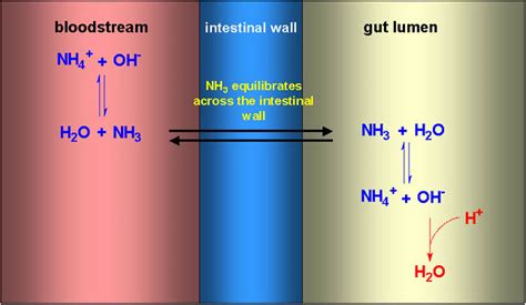 Lactulose Mechanism Of Action