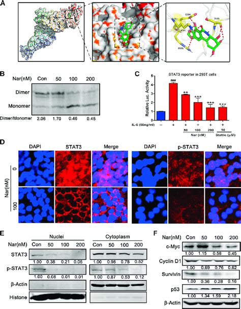 Nar Binds To SH2 Domain Decreases STAT3 Dimerization And Inhibits