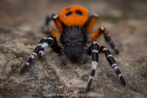 Eresus Kollari Ladybird Spider Inglourious Reptiles Flickr