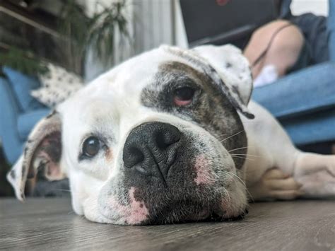 Adopt A American Bulldog Rescue Dog Tilly Dogs Trust