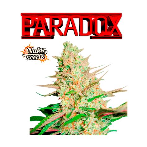 Paradox Nuka Seeds Feminizovan Sativa