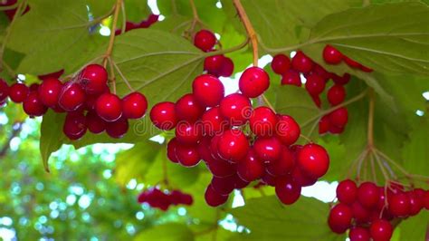 Bayas Rojas De Viburno Medicinal Comestible Sobre Un Fondo De Hojas