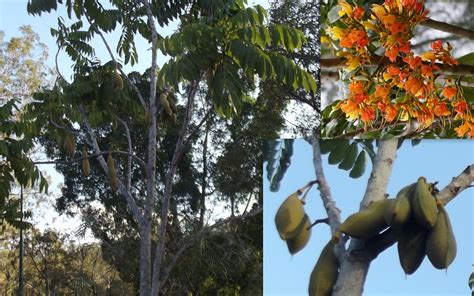 Castanospermum Australe Moreton Bay Chestnut Blackbean Seeds | Fair ...