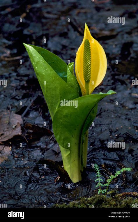 Western Skunk Cabbage Lysichiton Americanus Aka Yellow Skunk Cabbage