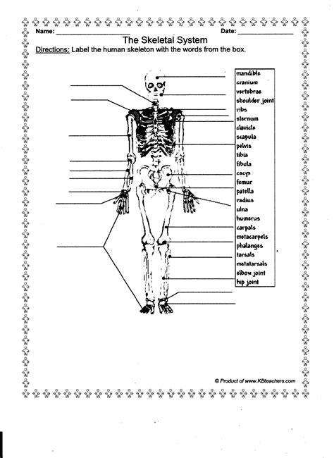 Anatomy Lessons And Worksheets