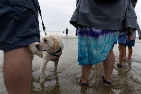 Las tiernas y divertidas imágenes de perros surfistas en un campeonato