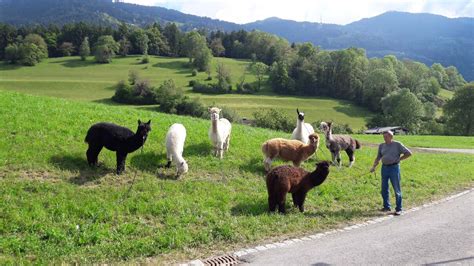 Tiergest Tzte Therapie P Dagogik Aktivit Ten Mit Alpakas Und Lamas