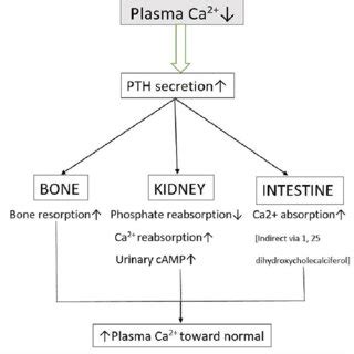 Pth Secretion And Regulation Pth Parathyroid Hormone Ca Calcium