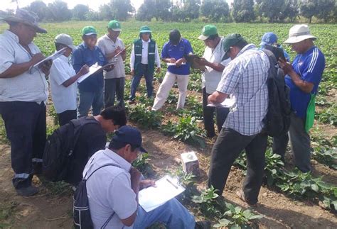 Productores De Frejol Caupí De Catacaos Implementarán Buenas Prácticas