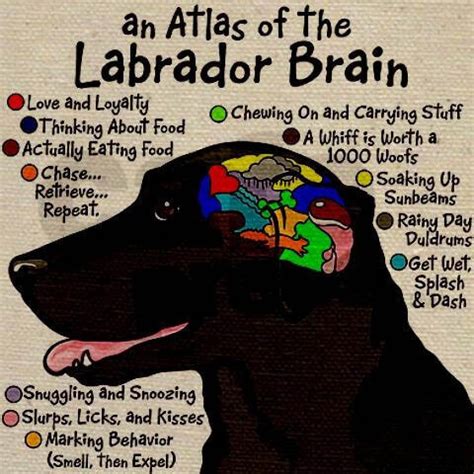 Dog Brain Facts, Structure, Anatomy √ DOGICA®