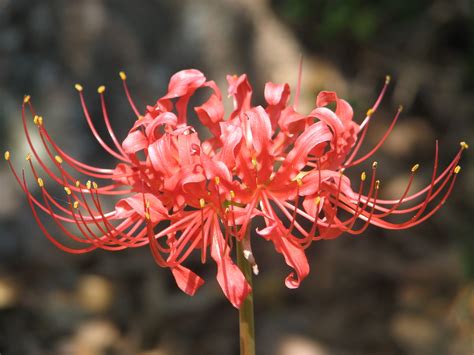 Red Spider Lily Wallpapers Wallpaper Cave