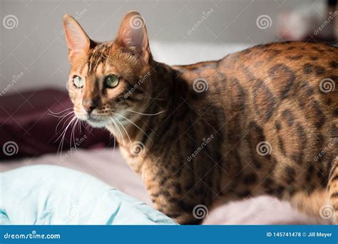 Bengal Cat with Big Yellow Eyes Stock Photo - Image of bengal, kitty ...