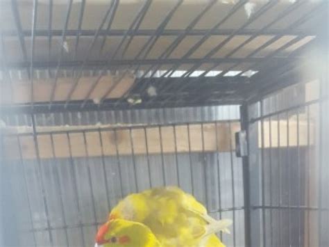 Breeding Pair Kakariki | Parakeets for Sale | East London | Mypetzilla