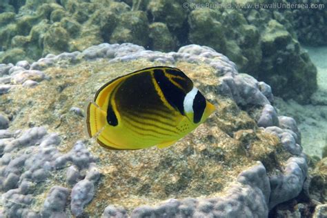 Raccoon Butterflyfish Chaetodon Lunula 03 23 2018 DSC 019 Kris