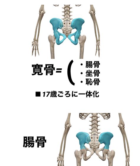 【腸骨のはなし】骨勉