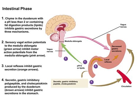 Digestive system (Digestive juice)/Function/Composition | PPTX
