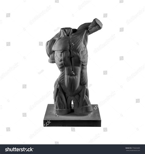 Plaster Statue Naked Man Torso Anatomical Stock Photo Shutterstock