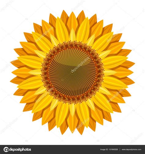 Vector De Girasol Aislado En Fondo Blanco Flor Del Sol Amarillo