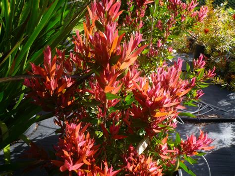 Anguss Top Ten Australian Plants For Hedges Gardening With Angus