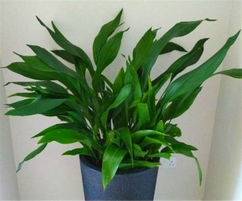 How To Grow And Care For Cast Iron Plant