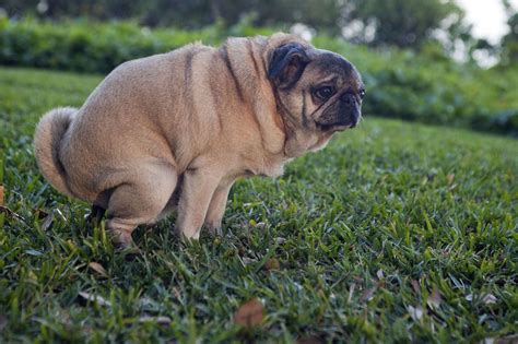 Why Do Dogs Stare At You When They Poop? It's Not Because They're ...