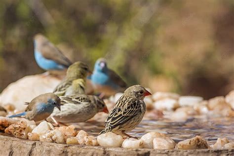 Kruger National Parks Avian Passerines Found In South Africa Photo