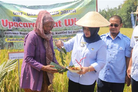 Slemankab Hadiri Tradisi Wiwitan Dan Panen Padi Kustini Sebut Petani