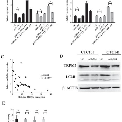 Mir Reverses Malat Induced Regulation Of Lc B And Trpm In Gc A