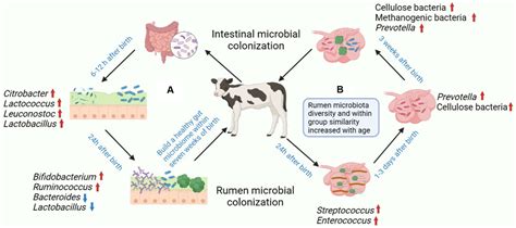 Frontiers Modulating Gastrointestinal Microbiota To Alleviate