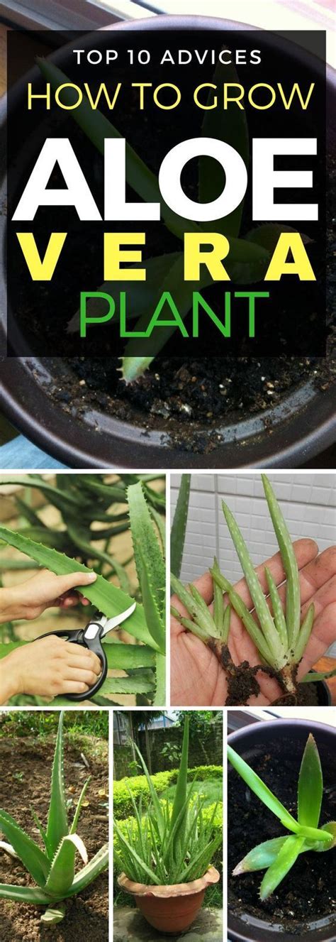 Advices On How To Grow Your Own Aloe Vera Plant Herb Garden Garden