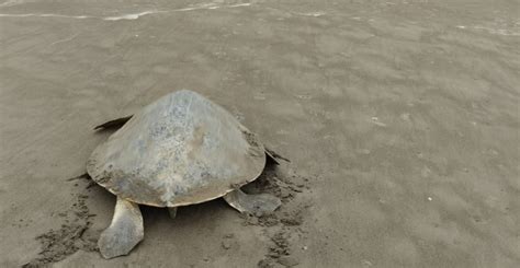 Llega A Tecolutla Primera Tortuga Lora En Temporada De Desove E