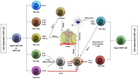 Classification and role of human NKT cells in cancer. Human NKT cells... | Download Scientific ...