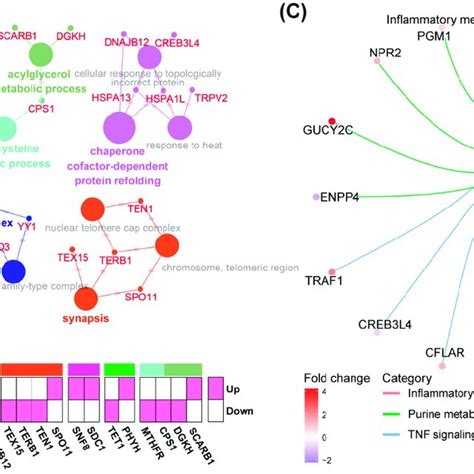 Functional Enrichment Analysis Of Degs Between Control And 20 Ngml