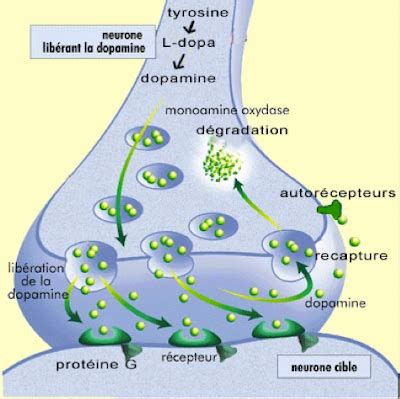 La molécule du plaisir la dopamine un neurotransmetteur capital