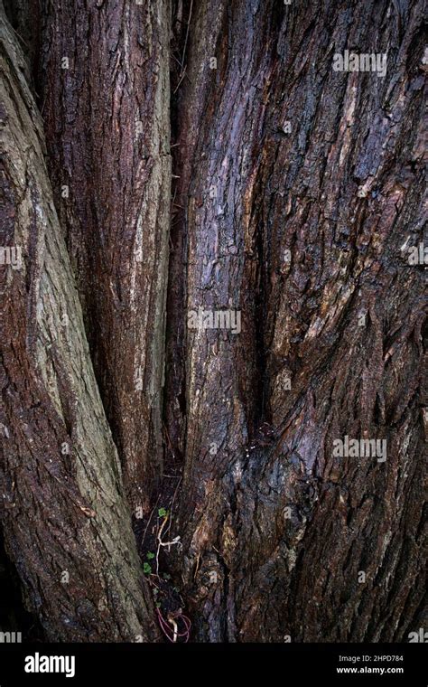 Willow Tree Bark Hi Res Stock Photography And Images Alamy