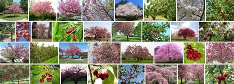 Types Of Cherry Trees, 93+ Different Types of Cherry Trees | Tree Types