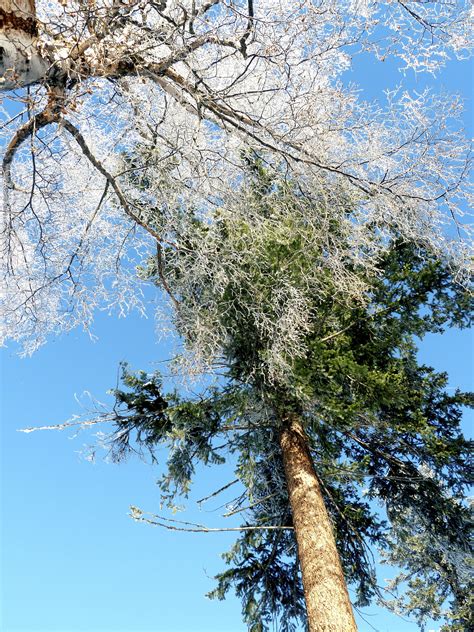 Kostenlose Foto Baum Natur Ast Bl Hen Kalt Winter Blume Frost