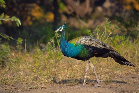 Indian Peafowl Blue Peafowl Pavo Cristatus Karnataka Stock Photo