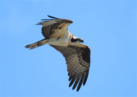 Birds Of Prey Raptors Nature Wildlife Of Southern Ontario