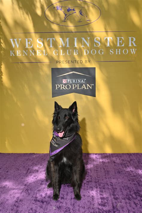 2023 Westminster Dog Show in NYC: Photos of Kennel Club's 147th year