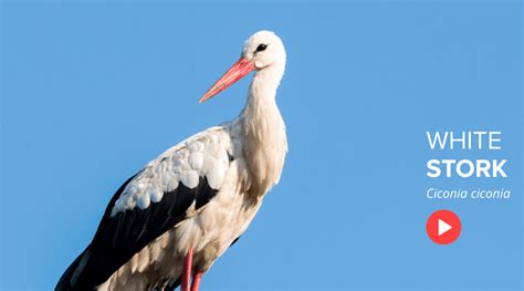 White Stork Flight For Survival Society For The Protection Of