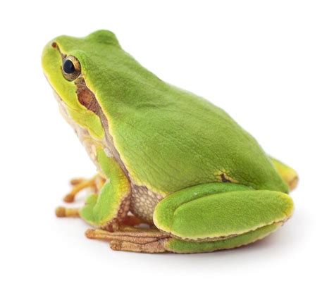 Premium Photo Small Green Frog Isolated On White Background