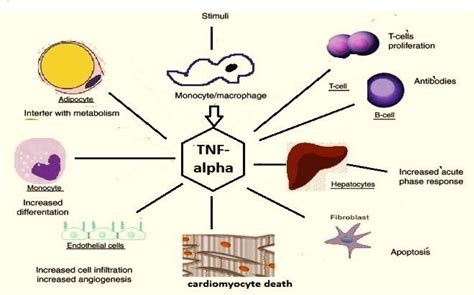 Figure 3 From Exercise And The Cytokines Interleukin 6 Il 6 And Tumor Necrosis Factor α Tnf α